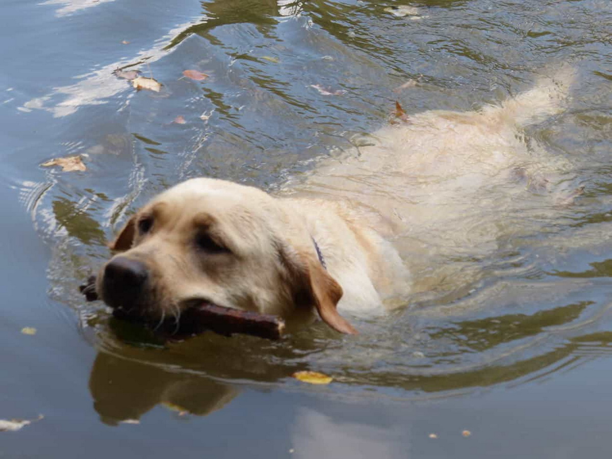 04-2020_09_23_Kaster-See_mit Hunden_015-min.jpg